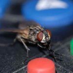 housefly trap