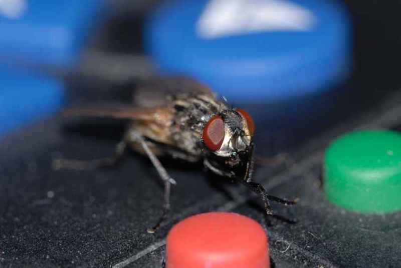 housefly trap